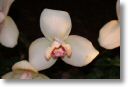 Neu-Ulmer Orchideentage 2012 123.jpg
